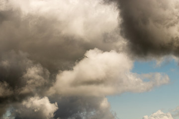bird in its natural habitat in spain