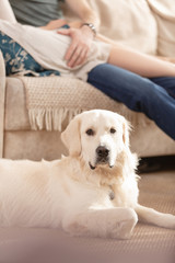 Happy married couple in casual clothes romantically spend a weekend with each other sitting close to her beloved dog in the living room of a country house