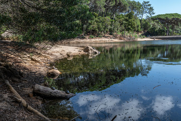 Flora in the Blue Lagoon Zone in Sintra, Portugal