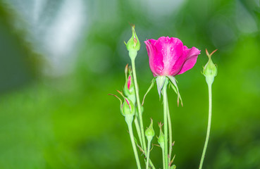 Bright and beautiful red roses in the flowers