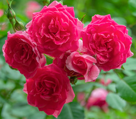 Bright and beautiful red roses in the flowers