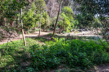 Flora in the Blue Lagoon Zone in Sintra, Portugal