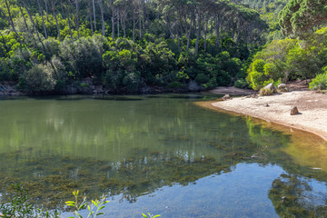 Flora in the Blue Lagoon Zone in Sintra, Portugal