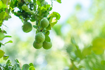 Green lemons are on the tree and not yet ripe.