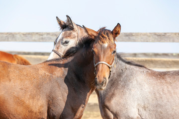 Naklejka premium Two foals heads, looking opposite directions.