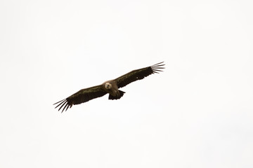 bird in its natural habitat in spain
