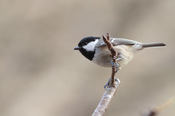 A droplet on the beak of a little Coal Tit, which sits on a branch, on a blurry gray background ..