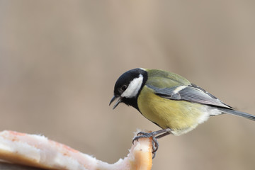 A large titmouse pecks a large piece of fat ...