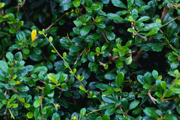 green Tooth brush tree or Siamese rough bush  tree is herbal and decoration gardens on decorative tree  planting herb natural  background