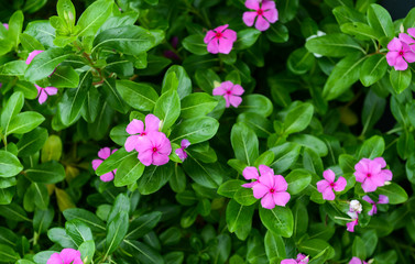 Obraz premium Beautiful Pink Flower of Watercress in the garden