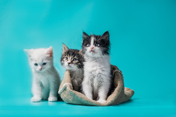 two kittens in a sack and one next to the bag on a turquoise background