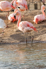 bird in its natural habitat in spain