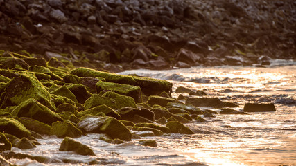 Coral and shells, rocky sea shore wallpaper