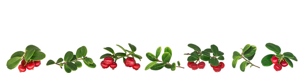 Collage of berries and branches of mature lingonberry on a white background isolated
