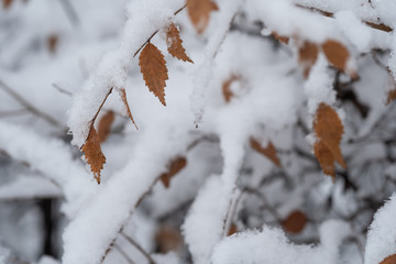 Winter branches of trees