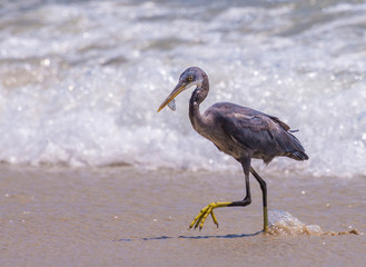 Grey heron on the beach