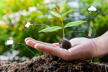 Young growing plant on the human hand with icon of watering shower, fertiliser, thermometer and...