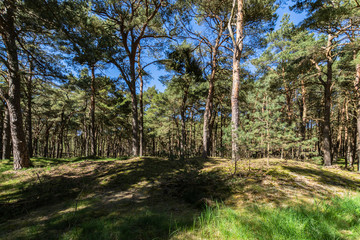 Kiefernwald auf der Schaabe, Rügen