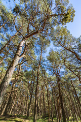 Kiefernwald auf der Schaabe, Rügen