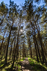 Obraz premium Kiefernwald auf der Schaabe, Rügen