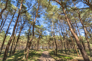 Fototapeta premium Kiefernwald auf der Schaabe, Rügen