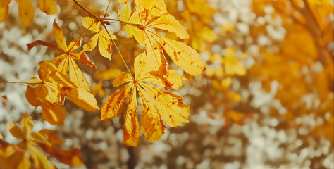 Autumn natural image. Red and yellow foliage in the sunlight on the ground. Autumn background.