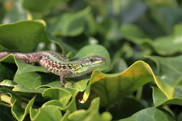 green lizard on tree