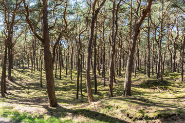 Kiefernwald auf der Schaabe, Rügen