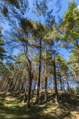 Kiefernwald auf der Schaabe, Rügen