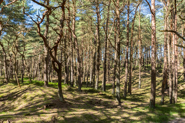 Kiefernwald auf der Schaabe, Rügen