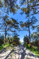 Kiefernwald auf der Schaabe, Rügen
