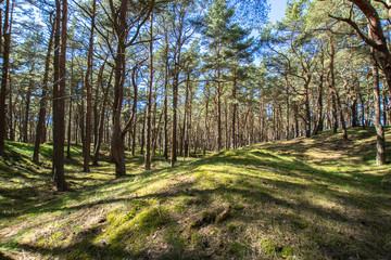 Kiefernwald auf der Schaabe, Rügen
