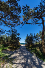 Kiefernwald auf der Schaabe, Rügen