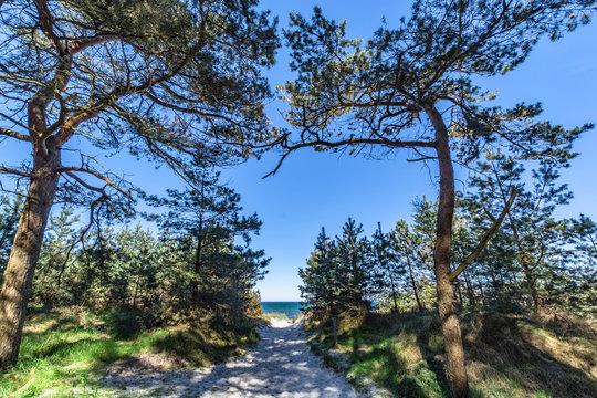 Kiefernwald auf der Schaabe, R&uuml;gen