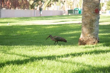 bird in its natural habitat in spain
