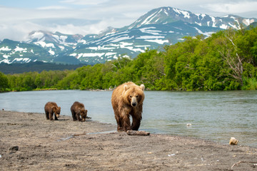 Ruling the landscape, brown bears of Kamchatka (Ursus arctos beringianus)
