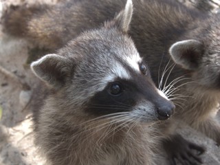 Raccoon close up