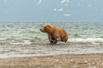 Ruling the landscape, brown bears of Kamchatka (Ursus arctos beringianus)