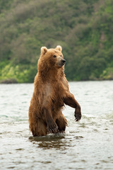 Ruling the landscape, brown bears of Kamchatka (Ursus arctos beringianus)