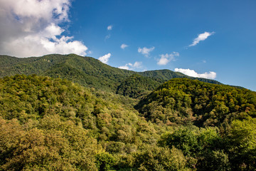 Green forest in the mountains of Abkhazia is a good place to relax on a hot summer day