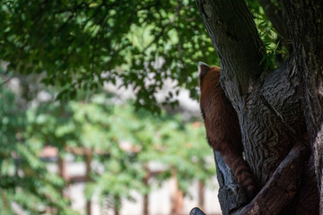 Fototapeta na wymiar PAnda rojo en un árbol en el Zoo de Madrid