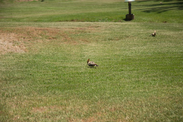 bird in its natural habitat in spain