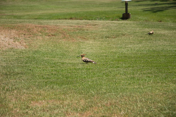 bird in its natural habitat in spain