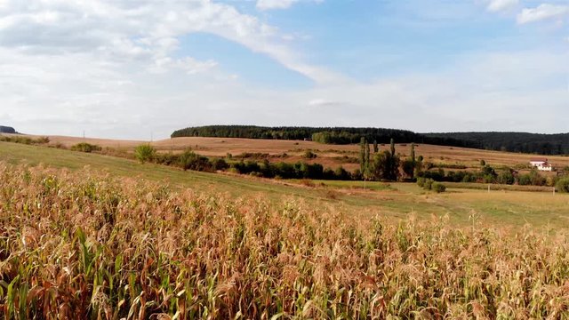 Corn Field And Forest in Background, Europe Dolly shot of Beautiful Corn Field in Romania