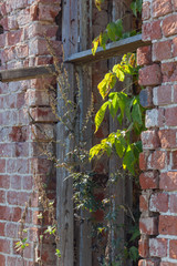 The wall of an abandoned ruined house is overgrown with weeds