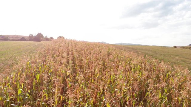 Aerial Footage over Corn Field in the summer Drone footage over over Corn Field in the summer, Romania