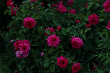 Rosebush with purple roses in the garden. Beautiful flowers. 
