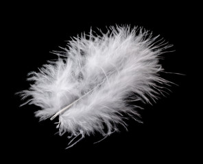 White bird feather isolated on black background