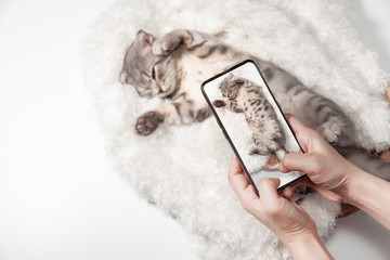 Women taking photo to Cat with cell telephone or smartphone digital camera for Post to show Online on the Internet . Little scottish fold Cat cute ginger kitten  pet on Social Network .