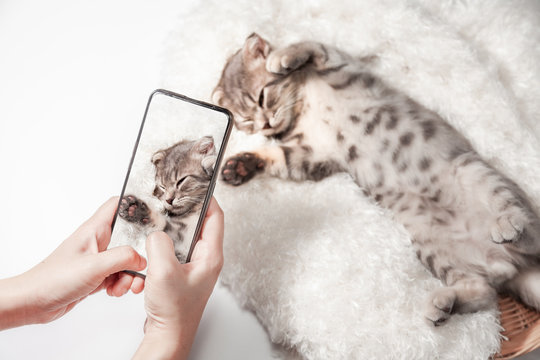 Women taking photo to Cat with cell telephone or smartphone digital camera for Post to show Online on the Internet . Little scottish fold Cat cute ginger kitten  pet on Social Network .